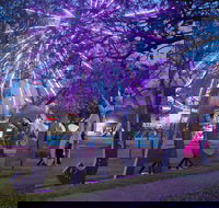 Grafton Jacaranda Festival - Accommodation Australia
