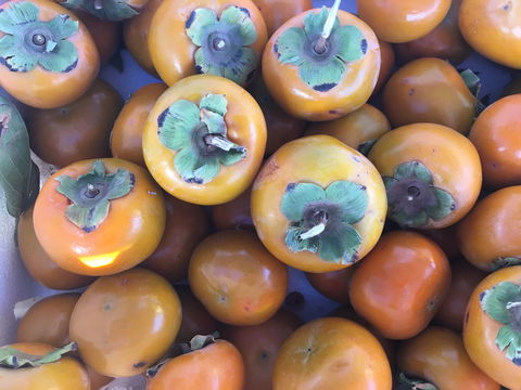 Griffith Rotary Market - Local Tourism 2