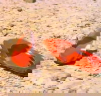 Let's Dance Carinda David Bowie Tribute Festival - Local Tourism