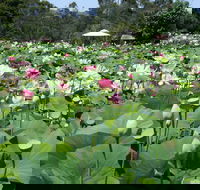 Lotus Flower Season - Australia Shopping