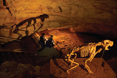 Naracoorte World Heritage Festival And Run - Accommodation Australia 0