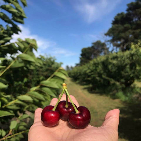 National Cherry Festival - Local Tourism 0