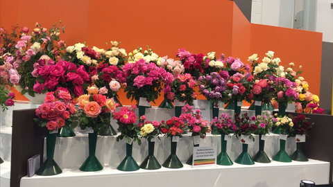 Roses By The Seaside: National Rose Championships And Conference - Local Tourism 1