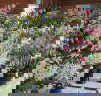 Sapphire Coast Orchid Club Spring Orchid Show - Local Tourism