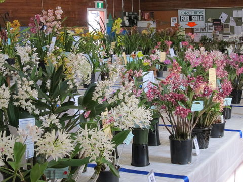 Sapphire Coast Orchid Club Spring Orchid Show - Accommodation Australia 0