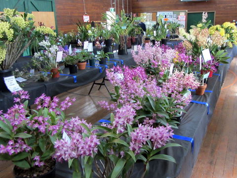 Sapphire Coast Orchid Club Spring Orchid Show - Accommodation Australia 1
