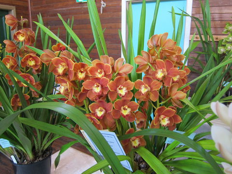 Sapphire Coast Orchid Club Spring Orchid Show - Accommodation Australia 2