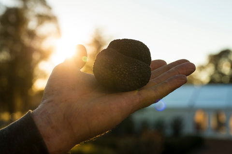 The Truffle Festival - Canberra Region - Accommodation Australia 0