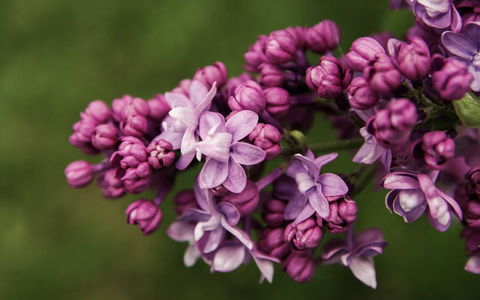 69th Annual Goulburn Lilac City Festival - Local Tourism 0