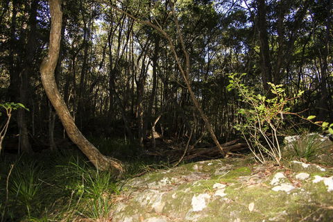 Bottlebutt Bash Trail Run - Accommodation Australia 1