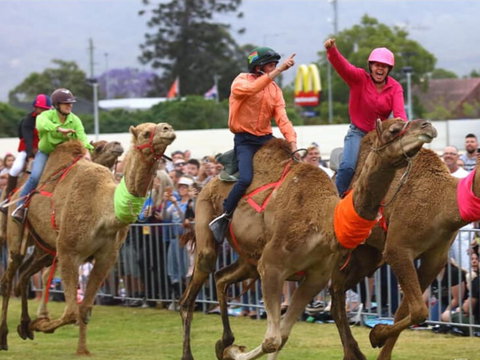 Camel Races At Penrith Paceway - Local Tourism 0