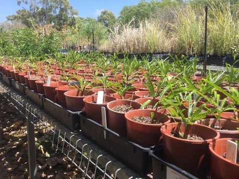 Conservation Volunteers Australia Townsville - Ocean View Nursery - Accommodation Australia 2