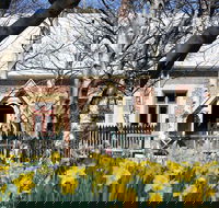 Daffodils at Rydal - Local Tourism