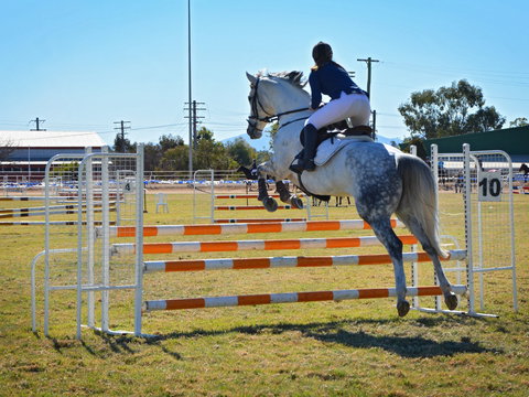 Gunnedah Showjumping Festival - Local Tourism 1