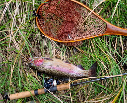 Guyra TroutFest - Local Tourism 0