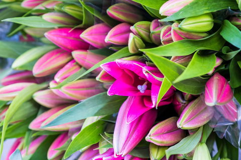 Harvest Launceston Community Farmers' Market - Local Tourism 0