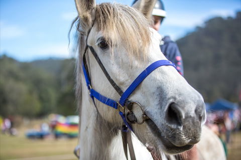 Horses Birthday Festival - Accommodation Australia 1