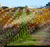 Miners Ridge Wine Tasting - Local Tourism