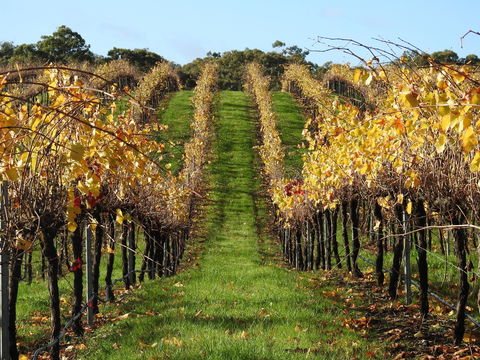 Miners Ridge Wine Tasting - Local Tourism 0