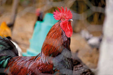 Nimbin Show - Bed n Breakfasts 0