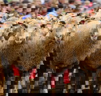 Rosto Merriwa Festival of the Fleeces - Accommodation Australia
