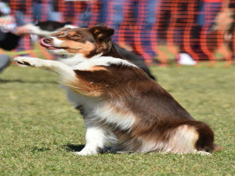 Dogs In The Park NSW Orange - Local Tourism 0