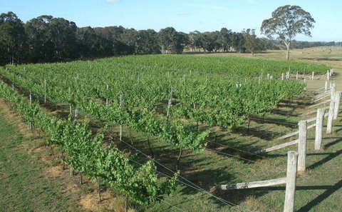 Yarralaw Springs Wines  - Cellar Door Wine Tasting - Australia Shopping 1