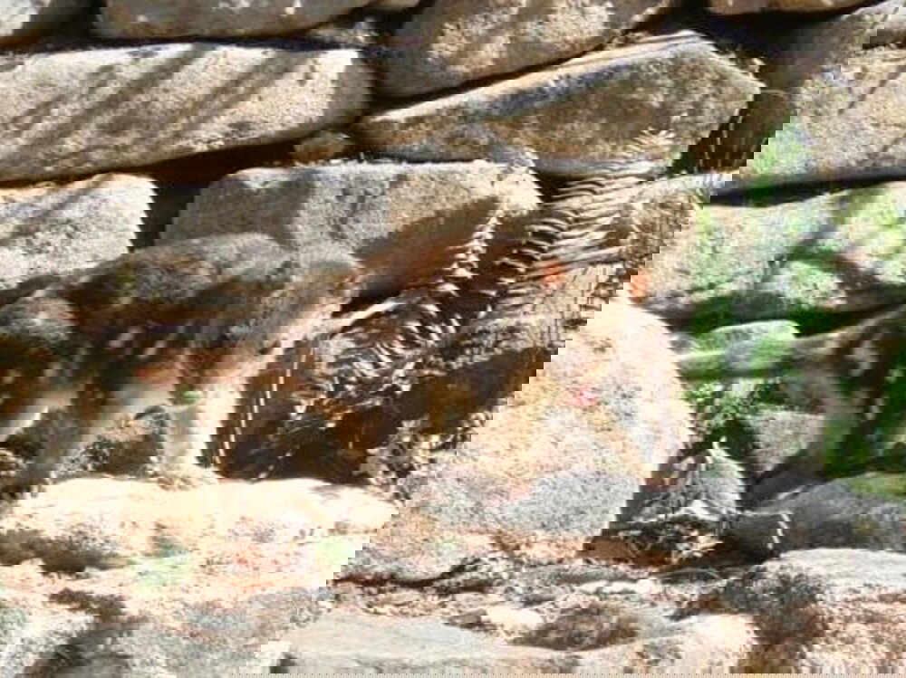 Doctors Gap NSW Accommodation Australia