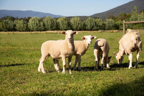 Harvest Farm - Accommodation Australia 3