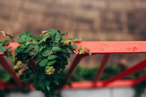 Tall Trees Motel - Accommodation Australia 2