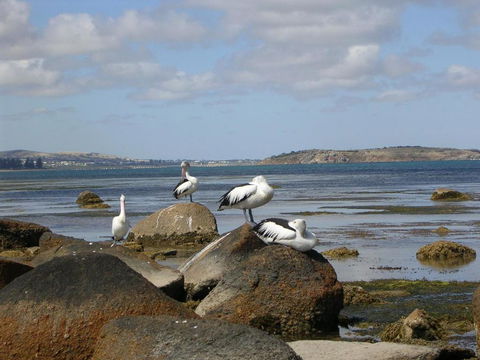 Yelki By The Sea - Australia Shopping 5