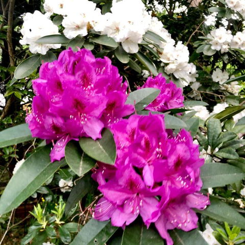 Aldgate Creek Cottage Bed & Breakfast - Accommodation Australia 5