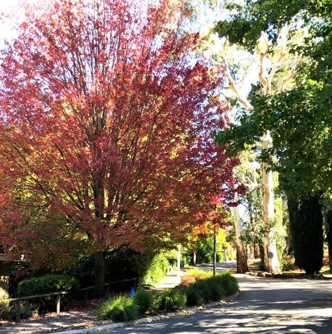 Aldgate Creek Cottage Bed & Breakfast - Accommodation Australia 2