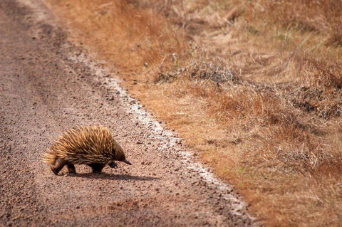 Admirals Inn - Local Tourism 6