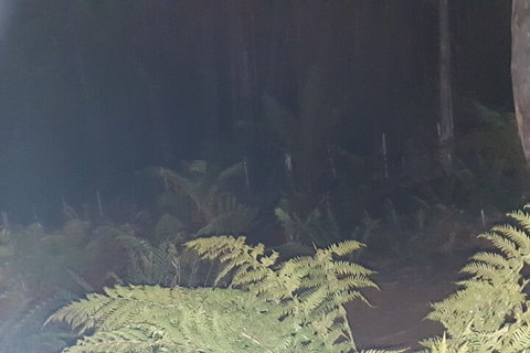 Cradle Alpine Retreat - Accommodation Australia 3