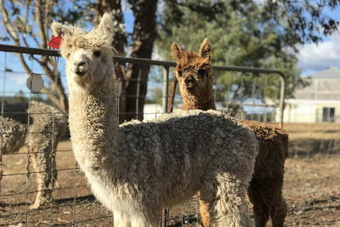 Jarrah Glen Cabins - Bed n Breakfasts 3