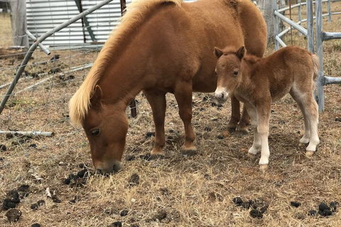 Jarrah Glen Cabins - Bed n Breakfasts 4