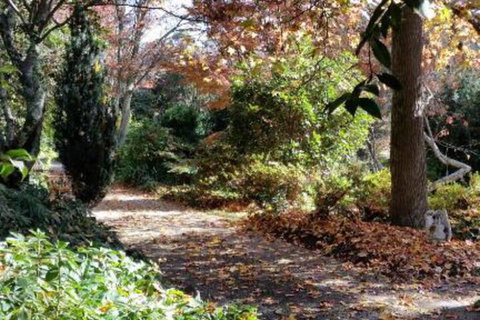 A Winter Rose - Local Tourism 1