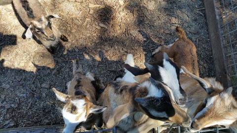 The Red Stag - Local Tourism 6