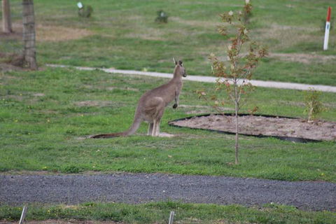 Nyora Lodge B & B - Accommodation Australia 7