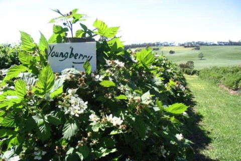Pennyroyal Raspberry Farm & Cidery - Accommodation Australia 3