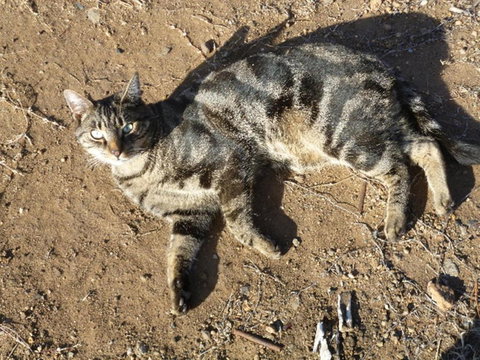 Woodvale At Cooma - Accommodation Australia 5