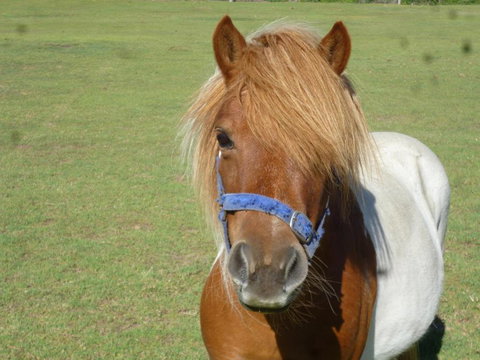 Woodvale At Cooma - Accommodation Australia 6