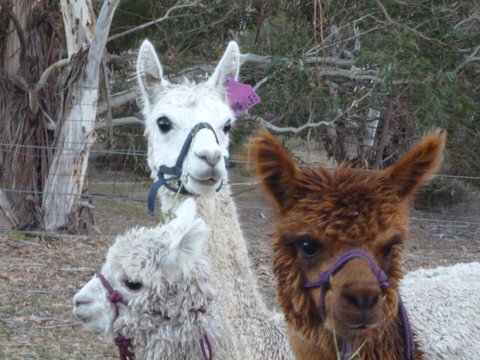 Woodvale At Cooma - Accommodation Australia 1