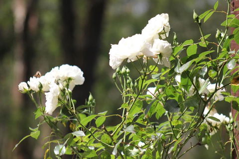 Avoca Park - Accommodation Australia 5