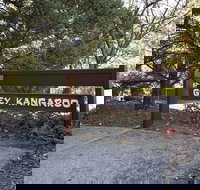 Grey Kangaroo- On Lake Jindabyne foreshore - Local Tourism