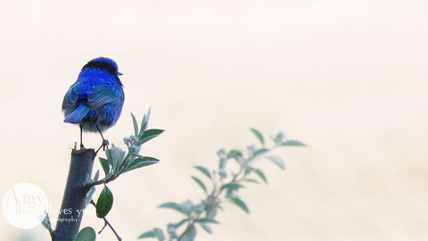 Tegwan's Nest - Local Tourism 1