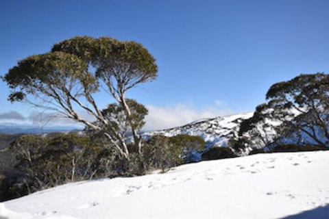 Alpine Heights 9 - Accommodation Australia 0