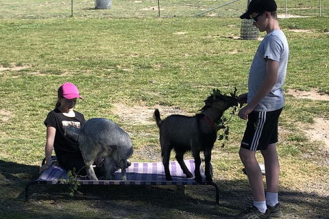 High Country Trail Rides & Farm Stay - Local Tourism 5