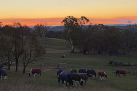 High Country Trail Rides & Farm Stay - Local Tourism 0
